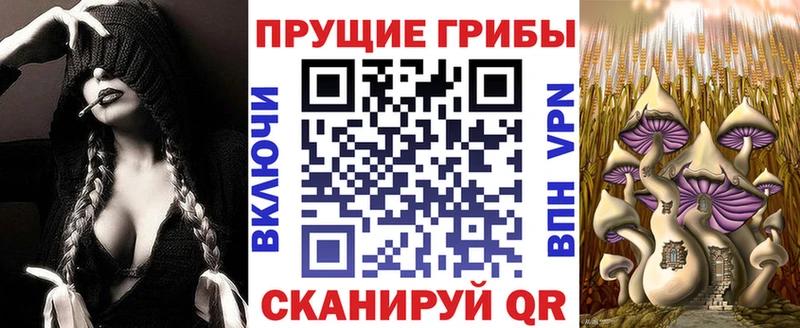 закладки  Асбест  Псилоцибиновые грибы Psilocybine cubensis 